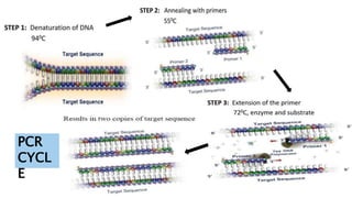 PCR
CYCL
E
 