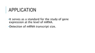 APPLICATION
•It serves as a standard for the study of gene
expression at the level of mRNA.
•Detection of mRNA transcript size.
 