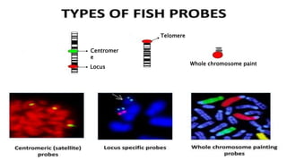 Whole chromosome paint
Telomere
Locus
Centromer
e
 