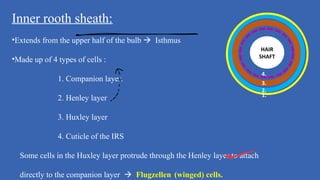 Internal Rooth Sheath Comprehensive Overview of Hair Anatomy, Physiology, and Growth Cycle | PPT