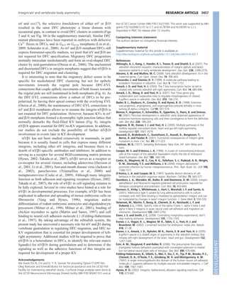ntl and sox17), the selective knockdown of either V or 1b
resulted in the same DFC phenotype: a linear domain with
occasional gaps, in contrast to ovoid DFC clusters in controls (Figs
3 and 4; see Fig. S4 in the supplementary material). Similar DFC
mutant phenotypes have been reported in embryos with defective
Ca2+
fluxes in DFCs, and in G12 or G13a morphants (Lin et al.,
2009; Schneider et al., 2008). As V and 1b morphant DFCs still
express forerunner-specific markers, we posit that V and 1b are
not required for DFC specification. Migratory DFC progenitors
normally intercalate mediolaterally and form an oval-shaped DFC
cluster by mid-gastrulation (Oteiza et al., 2008). The unclustered
and disoriented DFCs in integrin morphants suggest that V1b is
required for DFC migration and clustering.
It is interesting to note that the migratory defect seems to be
specific for mediolateral DFC clustering but not for epiboly
movements towards the vegetal pole because DFC-EVL
connections that couple epiboly movements of both tissues towards
the vegetal pole are still maintained in both morphants (Fig. 6). As
the DFC-EVL connections allow a subset of DFCs to be pre-
polarized, by having their apical contact with the overlying EVL
(Oteiza et al., 2008), the maintenance of DFC-EVL connections in
V and 1b morphants allows us to assume the integrin V1b is
not essential for DFC polarization. However, because KVs in V
and 1b morphants formed a dysmorphic tight junction lattice that
normally demarks the fluid-filled KV lumen (Fig. 8), integrin
V1b appears essential for DFC-to-KV organization. In addition,
our studies do not exclude the possibility of further V1b
involvement in events later in KV development.
V1 has not been studied extensively in mammals, in part
because it is usually found in cells that express many different
integrins, including other V integrins, and because there is a
dearth of V1-specific antibodies and inhibitors. In addition to
serving as a receptor for several RGD-containing matrix proteins
(Hynes, 2002; Takada et al., 2007), V1 serves as a receptor or
co-receptor for several viruses, including adenovirus (Davison et
al., 2001; Li et al., 2001), foot-and-mouth disease virus (Jackson et
al., 2002), parechovirus (Triantafilou et al., 2000) and
metapneumovirus (Cseke et al., 2009). Although many integrins
function as both adhesion and signaling receptors (Hynes, 2002;
Takada et al., 2007), the role of V1 in cell signaling remains to
be fully explored. Several in vitro studies have hinted at a role for
V1 in developmental processes. For example, V1 has been
implicated in adhesion and spreading of mouse embryonic cells on
fibronectin (Yang and Hynes, 1996), migration and/or
differentiation of rodent embryonic astrocytes and oligodendrocyte
precursors (Milner et al., 1996; Milner et al., 2001), binding of
chicken myotubes to agrin (Martin and Sanes, 1997) and cell
binding to neural cell adhesion molecule L1 (Felding-Habermann
et al., 1997). By taking advantage of the zebrafish system, the
present study has uncovered a necessary role for V and 1 during
vertebrate gastrulation in regulating DFC migration, and DFC-to-
KV organization that is essential for proper development of left-
right asymmetry. Additional studies will be required to prove that
V1b is a heterodimer in DFCs, to identify the relevant matrix
ligand(s) for V1b during gastrulation and to determine if the
signaling as well as the adhesive functions of this integrin are
required for development of a proper KV.
Acknowledgements
We thank Drs N. Chi and D. Y. R. Stainier for providing Tg(sox17:GFP) fish,
Oleg Tsivkovsk and Emerald Butko for technical assistance and the UCSD Fish
Facility for maintaining zebrafish stocks. Confocal image analyses were done at
the UCSD Neuroscience Microscopy Shared Facility (NIH P30 NS047101) and at
the UCSD Cancer Center (NIH P30 CA23100). This work was supported by NIH
grants F32 HL094012-01 to E.T. and HL78784 and HL56595 to S.J.S.
Deposited in PMC for release after 12 months.
Competing interests statement
The authors declare no competing financial interests.
Supplementary material
Supplementary material for this article is available at
http://dev.biologists.org/lookup/suppl/doi:10.1242/dev.045310/-/DC1
References
Ablooglu, A. J., Kang, J., Handin, R. I., Traver, D. and Shattil, S. J. (2007). The
zebrafish vitronectin receptor: characterization of integrin alphaV and beta3
expression patterns in early vertebrate development. Dev. Dyn. 236, 2268-2276.
Abrams, E. W. and Mullins, M. C. (2009). Early zebrafish development: it’s in the
maternal genes. Curr. Opin. Genet. Dev. 19, 396-403.
Alexander, J. and Stainier, D. Y. (1999). A molecular pathway leading to
endoderm formation in zebrafish. Curr. Biol. 9, 1147-1157.
Amack, J. D. and Yost, H. J. (2004). The T box transcription factor no tail in
ciliated cells controls zebrafish left-right asymmetry. Curr. Biol. 14, 685-690.
Amack, J. D., Wang, X. and Yost, H. J. (2007). Two T-box genes play
independent and cooperative roles to regulate morphogenesis of ciliated
Kupffer’s vesicle in zebrafish. Dev. Biol. 310, 196-210.
Bader, B. L., Rayburn, H., Crowley, D. and Hynes, R. O. (1998). Extensive
vasculogenesis, angiogenesis, and organogenesis precede lethality in mice
lacking all alpha v integrins. Cell 95, 507-519.
Biemar, F., Argenton, F., Schmidtke, R., Epperlein, S., Peers, B. and Driever,
W. (2001). Pancreas development in zebrafish: early dispersed appearance of
endocrine hormone expressing cells and their convergence to form the definitive
islet. Dev. Biol. 230, 189-203.
Bisgrove, B. W., Essner, J. J. and Yost, H. J. (2000). Multiple pathways in the
midline regulate concordant brain, heart and gut left-right asymmetry.
Development 127, 3567-3579.
Bouvard, D., Brakebusch, C., Gustafsson, E., Aszodi, A., Bengtsson, T.,
Berna, A. and Fassler, R. (2001). Functional consequences of integrin gene
mutations in mice. Circ. Res. 89, 211-223.
Cochran, W. G. (1977). Sampling Techniques. New York, NY: John Wiley and
Sons.
Cooper, M. S. and D’Amico, L. A. (1996). A cluster of noninvoluting endocytic
cells at the margin of the zebrafish blastoderm marks the site of embryonic
shield formation. Dev. Biol. 180, 184-198.
Cseke, G., Maginnis, M. S., Cox, R. G., Tollefson, S. J., Podsiad, A. B., Wright,
D. W., Dermody, T. S. and Williams, J. V. (2009). Integrin alphavbeta1
promotes infection by human metapneumovirus. Proc. Natl. Acad. Sci. USA 106,
1566-1571.
D’Amico, L. A. and Cooper, M. S. (1997). Spatially distinct domains of cell
behavior in the zebrafish organizer region. Biochem. Cell Biol. 75, 563-577.
Davidson, L. A., Marsden, M., Keller, R. and Desimone, D. W. (2006). Integrin
alpha5beta1 and fibronectin regulate polarized cell protrusions required for
Xenopus convergence and extension. Curr. Biol. 16, 833-844.
Davison, E., Kirby, I., Whitehouse, J., Hart, I., Marshall, J. F. and Santis, G.
(2001). Adenovirus type 5 uptake by lung adenocarcinoma cells in culture
correlates with Ad5 fibre binding is mediated by alpha(v)beta1 integrin and can
be modulated by changes in beta1 integrin function. J. Gene Med. 3, 550-559.
Delannet, M., Martin, F., Bossy, B., Cheresh, D. A., Reichardt, L. F. and
Duband, J. L. (1994). Specific roles of the alpha V beta 1, alpha V beta 3 and
alpha V beta 5 integrins in avian neural crest cell adhesion and migration on
vitronectin. Development 120, 2687-2702.
Eisen, J. S. and Smith, J. C. (2008). Controlling morpholino experiments: don’t
stop making antisense. Development 135, 1735-1743.
Essner, J. J., Vogan, K. J., Wagner, M. K., Tabin, C. J., Yost, H. J. and
Brueckner, M. (2002). Conserved function for embryonic nodal cilia. Nature
418, 37-38.
Essner, J. J., Amack, J. D., Nyholm, M. K., Harris, E. B. and Yost, H. J. (2005).
Kupffer’s vesicle is a ciliated organ of asymmetry in the zebrafish embryo that
initiates left-right development of the brain, heart and gut. Development 132,
1247-1260.
Ezin, A. M., Skoglund, P. and Keller, R. (2006). The presumptive floor plate
(notoplate) induces behaviors associated with convergent extension in medial
but not lateral neural plate cells of Xenopus. Dev. Biol. 300, 670-686.
Felding-Habermann, B., Silletti, S., Mei, F., Siu, C. H., Yip, P. M., Brooks, P. C.,
Cheresh, D. A., O’Toole, T. E., Ginsberg, M. H. and Montgomery, A. M.
(1997). A single immunoglobulin-like domain of the human neural cell adhesion
molecule L1 supports adhesion by multiple vascular and platelet integrins. J. Cell
Biol. 139, 1567-1581.
Hynes, R. O. (2002). Integrins: bidirectional, allosteric signaling machines. Cell
110, 673-687.
3457RESEARCH ARTICLEIntegrinV and vertebrate body asymmetry
DEVELOPMENT
 