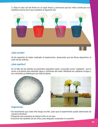 25
3. Deja el vaso con las flores en un lugar fresco y promueve que los niños construyan sus
hipótesis acerca de lo que sucederá al siguiente día.
¿Qué sucede?
Al día siguiente de haber realizado el experimento, observarás que las flores adquirieron el
color de las anilinas.
¿Qué significa?
En el tallo de las plantas se presentan pequeños tubos, conocidos como “capilares”, que le
sirven a la planta para absorber agua y nutrientes del suelo. Mediante los capilares el agua y
los nutrientes se distribuyen por toda la planta.
Sugerencias
Se recomienda que cada niño tenga una flor, para que el experimento pueda observarse de
manera individual.
Preguntar qué sucederá al colocar la flor en el vaso.
Escuchar las hipótesis de los niños, para después comprobar lo sucedido.
 