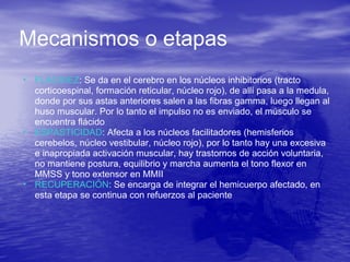 • FLACIDEZ: Se da en el cerebro en los núcleos inhibitorios (tracto
corticoespinal, formación reticular, núcleo rojo), de allí pasa a la medula,
donde por sus astas anteriores salen a las fibras gamma, luego llegan al
huso muscular. Por lo tanto el impulso no es enviado, el músculo se
encuentra flácido
• ESPASTICIDAD: Afecta a los núcleos facilitadores (hemisferios
cerebelos, núcleo vestibular, núcleo rojo), por lo tanto hay una excesiva
e inapropiada activación muscular, hay trastornos de acción voluntaria,
no mantiene postura, equilibrio y marcha aumenta el tono flexor en
MMSS y tono extensor en MMII
• RECUPERACIÓN: Se encarga de integrar el hemicuerpo afectado, en
esta etapa se continua con refuerzos al paciente
Mecanismos o etapas
 