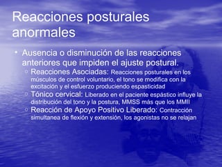 • Ausencia o disminución de las reacciones
anteriores que impiden el ajuste postural.
o Reacciones Asociadas: Reacciones posturales en los
músculos de control voluntario, el tono se modifica con la
excitación y el esfuerzo produciendo espasticidad
o Tónico cervical: Liberado en el paciente espástico influye la
distribución del tono y la postura, MMSS más que los MMII
o Reacción de Apoyo Positivo Liberado: Contracción
simultanea de flexión y extensión, los agonistas no se relajan
Reacciones posturales
anormales
 