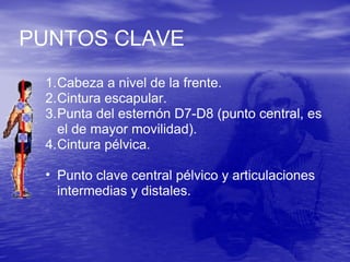 PUNTOS CLAVE
1.Cabeza a nivel de la frente.
2.Cintura escapular.
3.Punta del esternón D7-D8 (punto central, es
el de mayor movilidad).
4.Cintura pélvica.
• Punto clave central pélvico y articulaciones
intermedias y distales.
 
