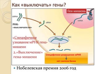 Как «выключать» гены?
                                      Ген-мишень


РНК-
«выключатели»



1.Специфичное
узнавание мРНК гена-
мишени
 2.«Выключение»
                   Специфичное разрушение мРНК
 гена-мишени
                             нет синтеза белка


   Нобелевская премия 2006 год
 