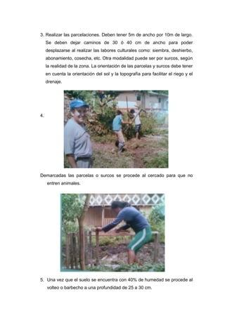 3. Realizar las parcelaciones. Deben tener 5m de ancho por 10m de largo.
Se deben dejar caminos de 30 ó 40 cm de ancho para poder
desplazarse al realizar las labores culturales como: siembra, deshierbo,
abonamiento, cosecha, etc. Otra modalidad puede ser por surcos, según
la realidad de la zona. La orientación de las parcelas y surcos debe tener
en cuenta la orientación del sol y la topografía para facilitar el riego y el
drenaje.
4.
Demarcadas las parcelas o surcos se procede al cercado para que no
entren animales.
5. Una vez que el suelo se encuentra con 40% de humedad se procede al
volteo o barbecho a una profundidad de 25 a 30 cm.
 