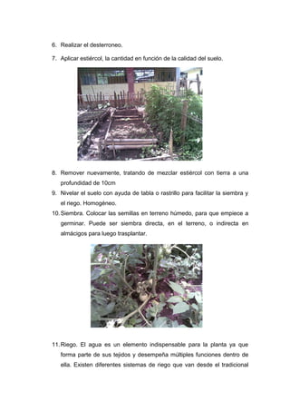 6. Realizar el desterroneo.
7. Aplicar estiércol, la cantidad en función de la calidad del suelo.
8. Remover nuevamente, tratando de mezclar estiércol con tierra a una
profundidad de 10cm
9. Nivelar el suelo con ayuda de tabla o rastrillo para facilitar la siembra y
el riego. Homogéneo.
10.Siembra. Colocar las semillas en terreno húmedo, para que empiece a
germinar. Puede ser siembra directa, en el terreno, o indirecta en
almácigos para luego trasplantar.
11.Riego. El agua es un elemento indispensable para la planta ya que
forma parte de sus tejidos y desempeña múltiples funciones dentro de
ella. Existen diferentes sistemas de riego que van desde el tradicional
 