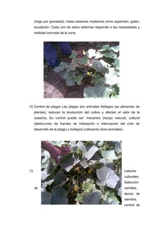 (riego por gravedad), hasta sistemas modernos como aspersión, goteo,
exudación. Cada uno de estos sistemas responde a las necesidades y
realidad concreta de la zona.
12.Control de plagas Las plagas son animales fitófagos (se alimentan de
plantas), reducen la producción del cultivo y afectan el valor de la
cosecha. Su control puede ser: mecánico (recojo natural), cultural
(destrucción de fuentes de infestación o interrupción del ciclo de
desarrollo de la plaga) o biológico (utilizando otros animales).
13. Labores
culturales.
Selección
de semillas,
época de
siembra,
control de
 