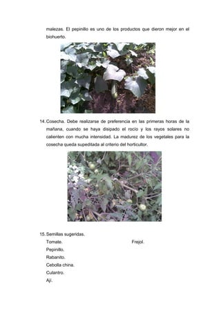 malezas. El pepinillo es uno de los productos que dieron mejor en el
biohuerto.
14.Cosecha. Debe realizarse de preferencia en las primeras horas de la
mañana, cuando se haya disipado el rocío y los rayos solares no
calienten con mucha intensidad. La madurez de los vegetales para la
cosecha queda supeditada al criterio del horticultor.
15.Semillas sugeridas.
Tomate.
Pepinillo.
Rabanito.
Cebolla china.
Culantro.
Ají.
Frejol.
 