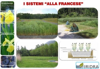 Iris pseudacorus
I SISTEMI “ALLA FRANCESE”
 