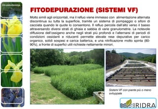 Iris pseudacorus
FITODEPURAZIONE (SISTEMI VF)
Molto simili agli orizzontali, ma il refluo viene immesso con alimentazione alternata
discontinua su tutta la superficie, tramite un sistema di pompaggio o sifoni di
cacciata quando le quote lo consentono. Il refluo percola dall’alto verso il basso
attraversando diversi strati di ghiaia e sabbia di varie granulometrie. La notevole
diffusione dell’ossigeno anche negli strati più profondi e l’alternarsi di periodi di
condizioni ossidanti e riducenti permette elevate rese depurative per carico
organico, solidi sospesi e carica batterica, e una nitrificazione molto spinta (80-
90%), a fronte di superfici utili richieste nettamente minori.
Sistemi VF con piante più o meno
sviluppate
 