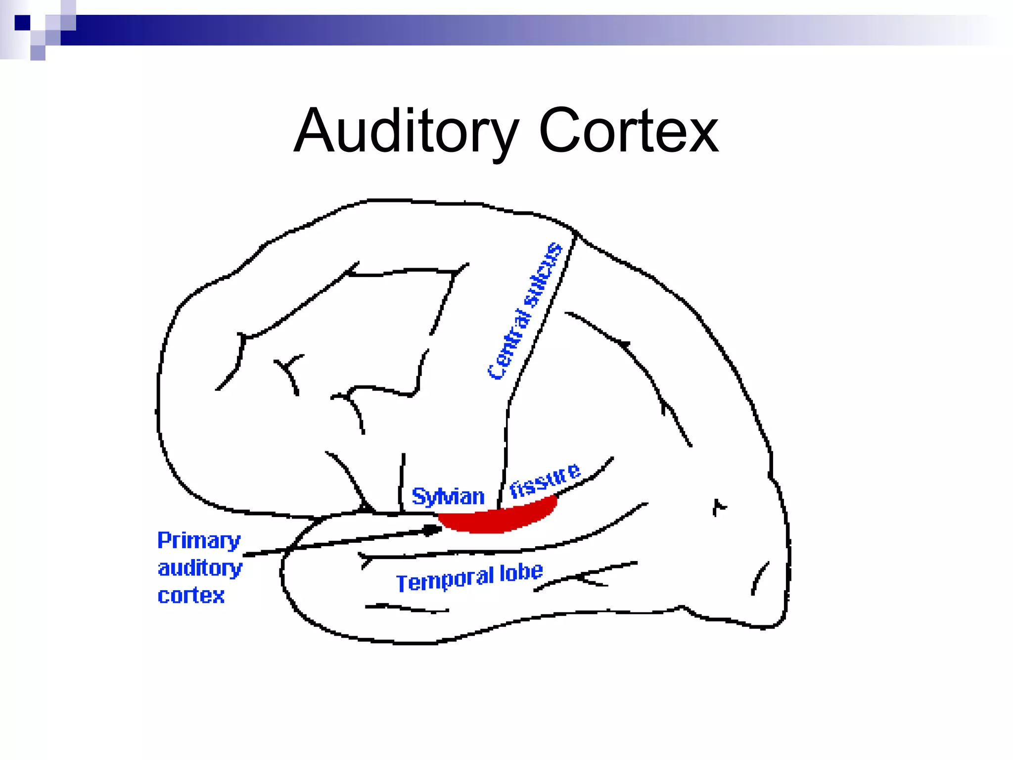 Auditory Cortex
 