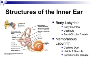 Balance Function 56514243 physiology-of-hearing-balance | PPS