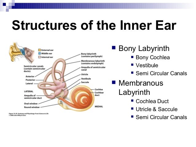56514243 physiology-of-hearing-balance
