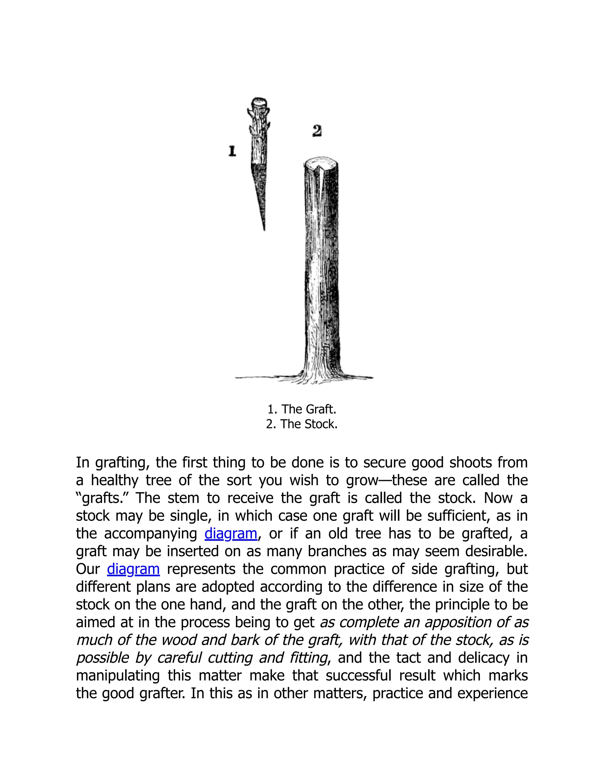 1. The Graft.
2. The Stock.
In grafting, the first thing to be done is to secure good shoots from
a healthy tree of the sort you wish to grow—these are called the
“grafts.” The stem to receive the graft is called the stock. Now a
stock may be single, in which case one graft will be sufficient, as in
the accompanying diagram, or if an old tree has to be grafted, a
graft may be inserted on as many branches as may seem desirable.
Our diagram represents the common practice of side grafting, but
different plans are adopted according to the difference in size of the
stock on the one hand, and the graft on the other, the principle to be
aimed at in the process being to get as complete an apposition of as
much of the wood and bark of the graft, with that of the stock, as is
possible by careful cutting and fitting, and the tact and delicacy in
manipulating this matter make that successful result which marks
the good grafter. In this as in other matters, practice and experience
 