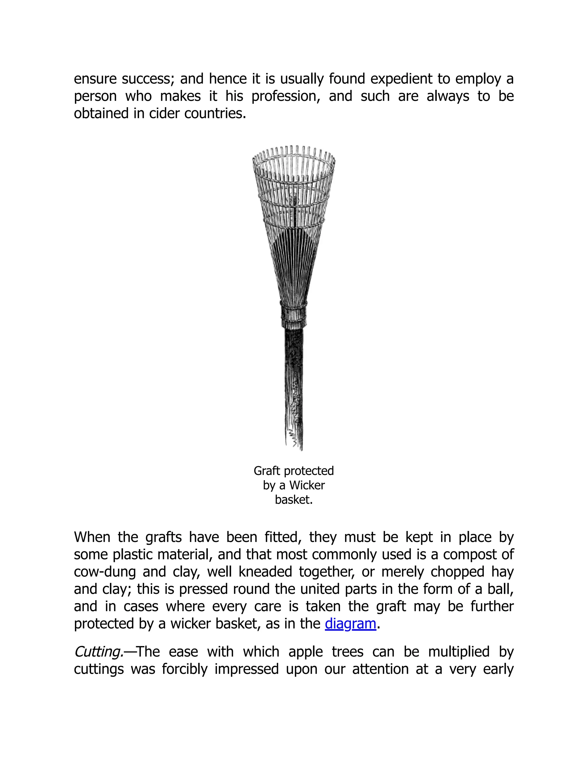 ensure success; and hence it is usually found expedient to employ a
person who makes it his profession, and such are always to be
obtained in cider countries.
Graft protected
by a Wicker
basket.
When the grafts have been fitted, they must be kept in place by
some plastic material, and that most commonly used is a compost of
cow-dung and clay, well kneaded together, or merely chopped hay
and clay; this is pressed round the united parts in the form of a ball,
and in cases where every care is taken the graft may be further
protected by a wicker basket, as in the diagram.
Cutting.—The ease with which apple trees can be multiplied by
cuttings was forcibly impressed upon our attention at a very early
 