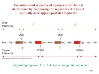 The amino acid sequence of a polypeptide chain is
determined by comparing the sequences of 2 sets of
mutually overlapping peptide fragments
1
2
3
4
By joining together 1, 2, 3, & 4 you can get the sequence
102
 