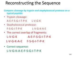 Reconstructing the Sequence
Compare cleavage by trypsin and staphylococcal protease on a
typical peptide:
• Trypsin cleavage:
A-E-F-S-G-I-T-P-K L-V-G-K
• Staphylococcal protease:
F-S-G-I-T-P-K L-V-G-K-A-E
• The correct overlap of fragments:
L-V-G-K A-E-F-S-G-I-T-P-K
L-V-G-K-A-E F-S-G-I-T-P-K
• Correct sequence:
L-V-G-K-A-E-F-S-G-I-T-P-K
103
 