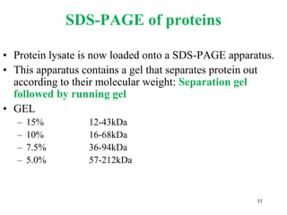 SDS-PAGE of proteins
• Protein lysate is now loaded onto a SDS-PAGE apparatus.
• This apparatus contains a gel that separates protein out
according to their molecular weight: Separation gel
followed by running gel
• GEL
– 15% 12-43kDa
– 10% 16-68kDa
– 7.5% 36-94kDa
– 5.0% 57-212kDa
11
 