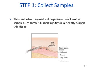 STEP 1: Collect Samples.
116
 This can be from a variety of organisms. We’ll use two
samples – cancerous human skin tissue & healthy human
skin tissue
 