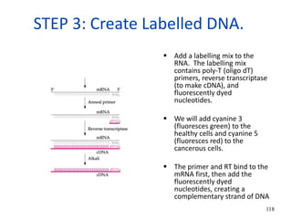 STEP 3: Create Labelled DNA.
 Add a labelling mix to the
RNA. The labelling mix
contains poly-T (oligo dT)
primers, reverse transcriptase
(to make cDNA), and
fluorescently dyed
nucleotides.
 We will add cyanine 3
(fluoresces green) to the
healthy cells and cyanine 5
(fluoresces red) to the
cancerous cells.
 The primer and RT bind to the
mRNA first, then add the
fluorescently dyed
nucleotides, creating a
complementary strand of DNA
118
 