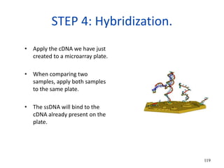 STEP 4: Hybridization.
• Apply the cDNA we have just
created to a microarray plate.
• When comparing two
samples, apply both samples
to the same plate.
• The ssDNA will bind to the
cDNA already present on the
plate.
119
 