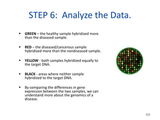 STEP 6: Analyze the Data.
 GREEN – the healthy sample hybridized more
than the diseased sample.
 RED – the diseased/cancerous sample
hybridized more than the nondiseased sample.
 YELLOW - both samples hybridized equally to
the target DNA.
 BLACK - areas where neither sample
hybridized to the target DNA.
 By comparing the differences in gene
expression between the two samples, we can
understand more about the genomics of a
disease.
121
 