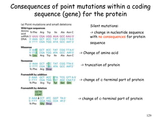 Consequences of point mutations within a coding
sequence (gene) for the protein
129
Silent mutations:
-> change in nucleotide sequence
with no consequences for protein
sequence
-> Change of amino acid
-> truncation of protein
-> change of c-terminal part of protein
-> change of c-terminal part of protein
 
