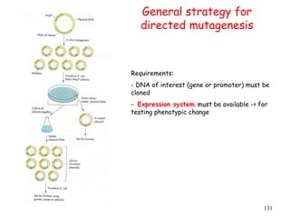 General strategy for
directed mutagenesis
131
Requirements:
- DNA of interest (gene or promoter) must be
cloned
- Expression system must be available -> for
testing phenotypic change
 