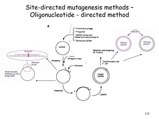 Site-directed mutagenesis methods –
Oligonucleotide - directed method
135
 