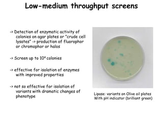 Low-medium throughput screens
-> Detection of enzymatic activity of
colonies on agar plates or ”crude cell
lysates” -> production of fluorophor
or chromophor or halos
-> Screen up to 104 colonies
-> effective for isolation of enzymes
with improved properties
-> not so effective for isolation of
variants with dramatic changes of
phenotype
Lipase: variants on Olive oil plates
With pH indicator (brilliant green)
 
