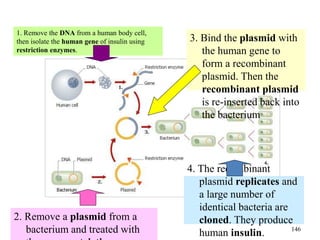 How to Transform Bacteria?
146
4. The recombinant
plasmid replicates and
a large number of
identical bacteria are
cloned. They produce
human insulin.
2. Remove a plasmid from a
bacterium and treated with
3. Bind the plasmid with
the human gene to
form a recombinant
plasmid. Then the
recombinant plasmid
is re-inserted back into
the bacterium
1. Remove the DNA from a human body cell,
then isolate the human gene of insulin using
restriction enzymes.
 
