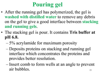 Pouring gel
• After the running gel has polymerized, the gel is
washed with distilled water to remove any debris
on the gel to give a good interface between stacking
and running gels.
• The stacking gel is pour. It contains Tris buffer at
pH 6.8.
– 5% acrylamide for maximum porosity
– Deposits proteins on stacking and running gel
interface which concentrates the proteins and
provides better resolution.
– Insert comb to form wells at an angle to prevent
air bubbles. 15
 