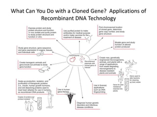 What Can You Do with a Cloned Gene? Applications of
Recombinant DNA Technology
 