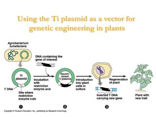 Using the Ti plasmid as a vector for
genetic engineering in plants
 