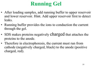 Running Gel
• After loading samples, add running buffer to upper reservoir
and lower reservoir. Hint. Add upper reservoir first to detect
leaks.
• Running buffer provides the ions to conduction the current
through the gel.
• SDS makes proteins negatively charged that attaches the
proteins to the anode.
• Therefore in electrophoresis, the current must run from
cathode (negatively charged, black) to the anode (positive
charged, red).
19
 