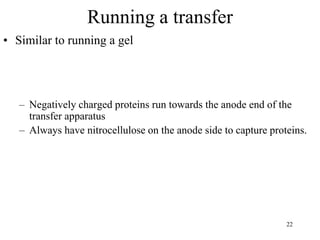 Running a transfer
• Similar to running a gel
– Negatively charged proteins run towards the anode end of the
transfer apparatus
– Always have nitrocellulose on the anode side to capture proteins.
22
 