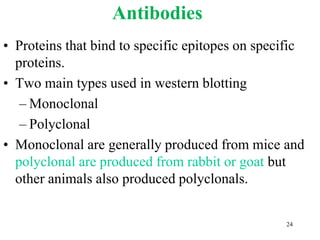 Antibodies
• Proteins that bind to specific epitopes on specific
proteins.
• Two main types used in western blotting
– Monoclonal
– Polyclonal
• Monoclonal are generally produced from mice and
polyclonal are produced from rabbit or goat but
other animals also produced polyclonals.
24
 