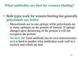 What antibodies are best for western blotting?
• Both types work for western blotting but generally
polyclonals are better
– Monoclonals are to one epitope while polyclonals are
to many epitopes on the protein of interest. If epitope
changes upon denaturing of the protein it will not
recognize the protein
– No best Ab! Each antibody has its own characteristics
so it is hard to predict what antibodies work well in a
western and which are bad.
25
 