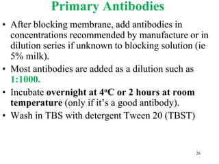 Primary Antibodies
• After blocking membrane, add antibodies in
concentrations recommended by manufacture or in
dilution series if unknown to blocking solution (ie
5% milk).
• Most antibodies are added as a dilution such as
1:1000.
• Incubate overnight at 4oC or 2 hours at room
temperature (only if it’s a good antibody).
• Wash in TBS with detergent Tween 20 (TBST)
26
 