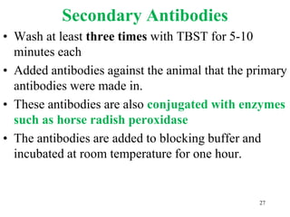 Secondary Antibodies
• Wash at least three times with TBST for 5-10
minutes each
• Added antibodies against the animal that the primary
antibodies were made in.
• These antibodies are also conjugated with enzymes
such as horse radish peroxidase
• The antibodies are added to blocking buffer and
incubated at room temperature for one hour.
27
 