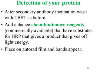 Detection of your protein
• After secondary antibody incubation wash
with TBST as before.
• Add enhance chemiluminance reagents
(commercially available) that have substrates
for HRP that gives a product that gives off
light energy.
• Place on autorad film and bands appear.
28
 