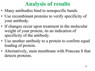 Analysis of results
• Many antibodies bind to nonspecific bands.
• Use recombinant proteins to verify specificity of
your antibody.
• If changes occur upon treatment in the molecular
weight of your protein, its an indication of
specificity of the antibody.
• Use another antibody to a protein to confirm equal
loading of protein.
• Alternatively, stain membrane with Ponceau S that
detects proteins.
30
 