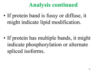 Analysis continued
• If protein band is fussy or diffuse, it
might indicate lipid modification.
• If protein has multiple bands, it might
indicate phosphorylation or alternate
spliced isoforms.
31
 