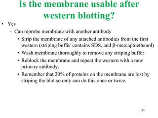 Is the membrane usable after
western blotting?
• Yes
– Can reprobe membrane with another antibody
• Strip the membrane of any attached antibodies from the first
western (striping buffer contains SDS, and b-mercaptoethanol)
• Wash membrane thoroughly to remove any striping buffer
• Reblock the membrane and repeat the western with a new
primary antibody.
• Remember that 20% of proteins on the membrane are lost by
striping the blot so only can do this once or twice.
33
 