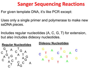 Sanger Sequencing Reactions
For given template DNA, it’s like PCR except:
Uses only a single primer and polymerase to make new
ssDNA pieces.
Includes regular nucleotides (A, C, G, T) for extension,
but also includes dideoxy nucleotides.
A
A
A
A
A A
A
G
A
T
C
C
C
C
C
C
C
T
T
T
T
T
G
G
G
G
G
G
Regular Nucleotides
Dideoxy Nucleotides
A
A
A
A
A
T
C
C
C
T
T
T
T
G
G
G
G
G
 
