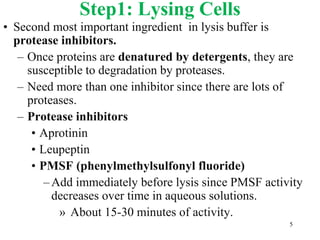 Step1: Lysing Cells
• Second most important ingredient in lysis buffer is
protease inhibitors.
– Once proteins are denatured by detergents, they are
susceptible to degradation by proteases.
– Need more than one inhibitor since there are lots of
proteases.
– Protease inhibitors
• Aprotinin
• Leupeptin
• PMSF (phenylmethylsulfonyl fluoride)
–Add immediately before lysis since PMSF activity
decreases over time in aqueous solutions.
» About 15-30 minutes of activity.
5
 