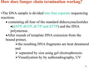 How does Sanger chain termination workng?
51
•The DNA sample is divided into four separate sequencing
reactions
 containing all four of the standard dideoxynucleotides
(dATP, dGTP, dCTP and dTTP) and the DNA
polymerase.
After rounds of template DNA extension from the
bound primer,
the resulting DNA fragments are heat denatured
and
 separated by size using gel electrophoresis.
Visualiyation by by authoradiography, UV
 