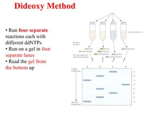 Dideoxy Method
• Run four separate
reactions each with
different ddNTPs
• Run on a gel in four
separate lanes
• Read the gel from
the bottom up
 
